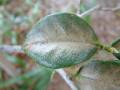 Camellia mite and scale